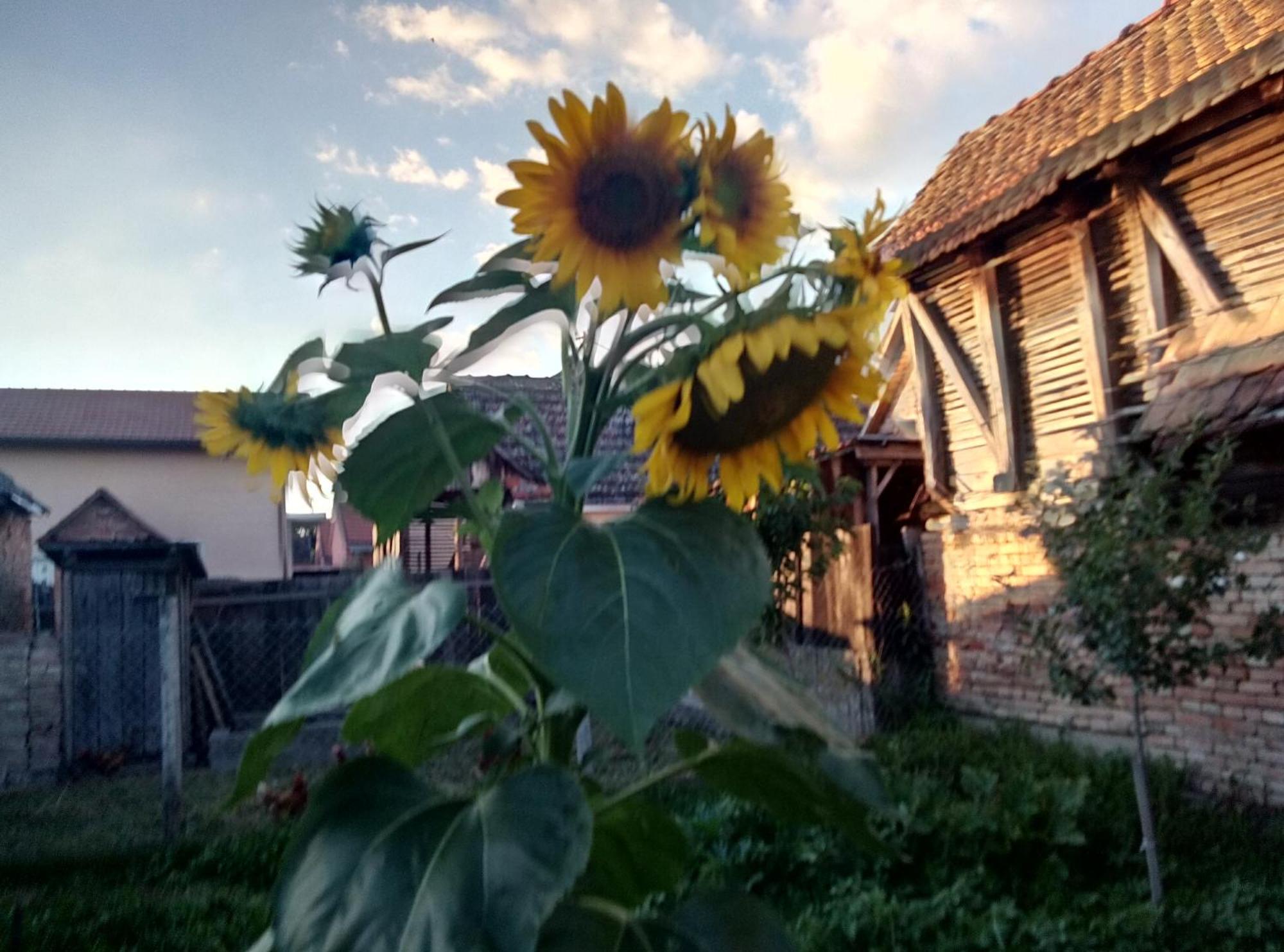 Hostal "Poetsko Cose" Nikole Tesle 86 Morović Exterior foto